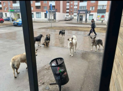 Жители Новой Самары пожаловались на агрессивных бродячих собак