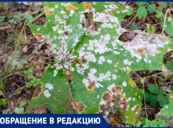 «Болезнь или химический дождь?»: в Самарской области заметили странный налёт на листьях