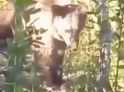 «Говорите с медведем уверенным тоном»: специалисты рассказали, что делать при встрече с косолапым хищником 