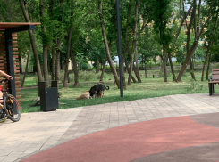 В Молодёжном парке бродячие собаки мешают отдыхающим