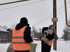 За две недели января в Самарской области зафиксировано более 200 жалоб на ненадлежащий отлов бродячих собак