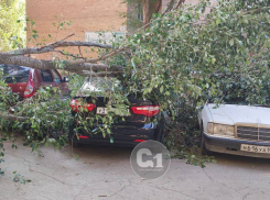 Мятеж зелёных: в Самаре деревья рухнули на автомобили и разбили окно квартиры