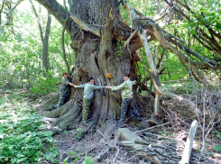 200-летнюю иву из Самарской Луки включили в реестр старовозрастных деревьев России