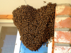 «Их тысячи!»: эксперт «Блокнота» объяснил, почему рой пчёл атаковал жителей многоэтажки в Самарской области