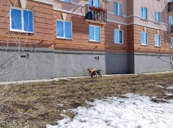 В Самаре возбуждено уголовное дело из-за нападения бродячих собак на подростка