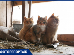 1 марта в Кошачьей столице отмечается День кошек