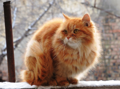 Рыжий кот спас семейную пару из Самарской области от развода