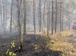 Пожар в лесу в Самарской области достиг площади 57 га