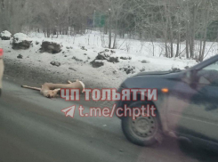 Неизвестные насмерть сбили косулю в Тольятти 