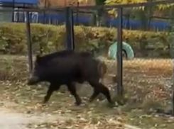 В Тольятти по улицам бегает дикий кабан