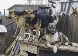 Всех увезли на «скорой»: в Самарской области стая псов напала на четверых школьников