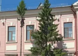 В Самаре спилили две большие ели у Центробанка 