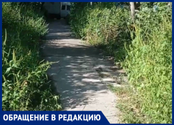 «Такое безобразие из года в год»: жители Кировского района жалуются на амброзию ростом с человека и убитые дорожки