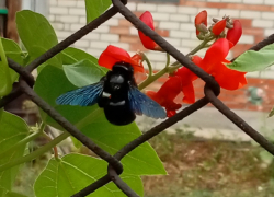 В Самарской области обнаружили редких пчёл, от укуса которых можно умереть  