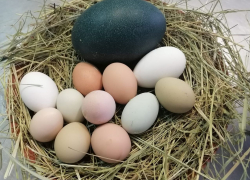 «Пасхальные куры» и эму: в центре Самары птицы несут разноцветные яйца 