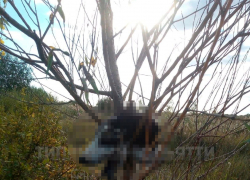 В Самаре на ветках дерева нашли отрезанную голову собаки с выколотыми глазами 