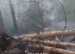 В кафе «8-я миля» в Тольятти во время урагана дерево раздавило домик
