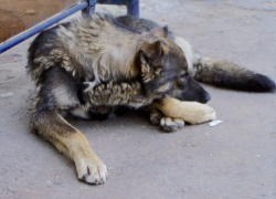 В Кинеле бродячая собака откусила ребёнку ухо