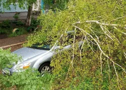 34 дерева упало в Самаре 20 мая во время урагана 
