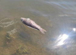 В реке Усе начала массово умирать рыба