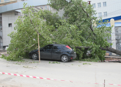 В Самаре автовладелец выиграл суд за повреждённый упавшим деревом автомобиль