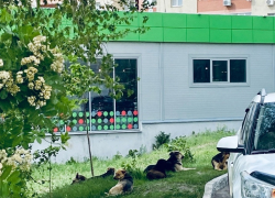 Жители Волгаря просят не прикармливать бродячих собак