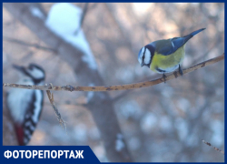 Фотоохота на пернатых: показываем таинственную жизнь птиц в лесу