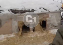 Жители Промышленного района Самары жалуются на несанкционированный приют для бездомных собак
