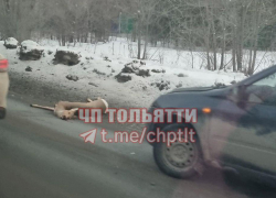 Неизвестные насмерть сбили косулю в Тольятти 