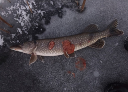 На Волге в Самарской области рыбаку снова попалась рыба с щучьей чумой