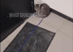 Кот, привязанный к лотку в подъезде, оказался не из Самары 