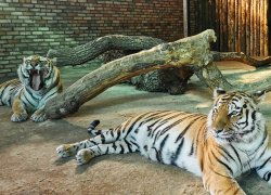 Амурские тигры Кактус и Кассандра признаны лучшей парой Самарского зоопарка – 2022