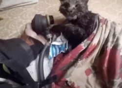На пожаре в Тольятти спасли чёрного кота и ещё 10 человек