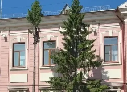 В Самаре спилили две большие ели у Центробанка 