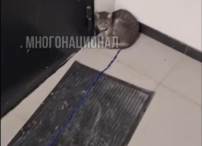 Кот, привязанный к лотку в подъезде, оказался не из Самары 