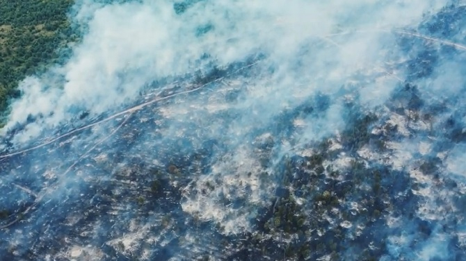 В сети появились кадры горящего в Тольятти леса