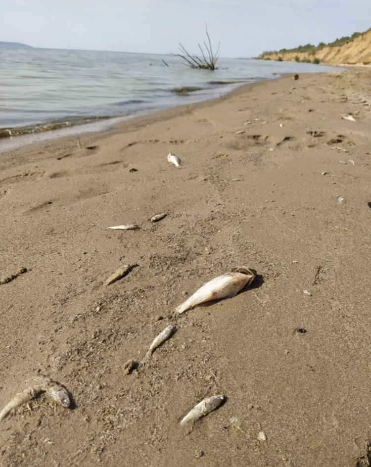Эколог рассказал, почему в Волге произошёл массовый замор рыбы