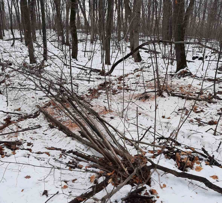 В Красноглинском районе Самары вырубают лес из-за строительства водоводов
