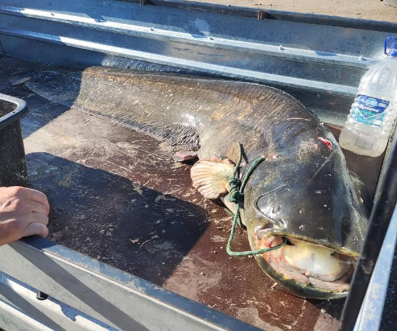 В Самарской области рыбак выловил сома весом 80 килограммов