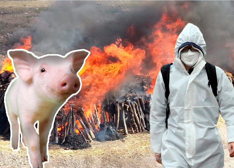 Закидали покрышками и сожгли: жители Волжского района не успели спрятать свиней от уничтожения