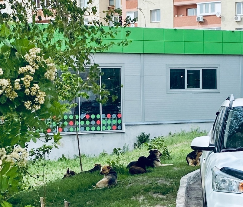 Жители Волгаря просят не прикармливать бродячих собак