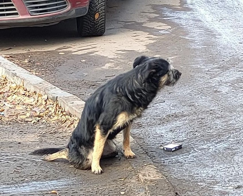 В Самаре на улице Белорусской заметили собаку со сломанным позвоночником