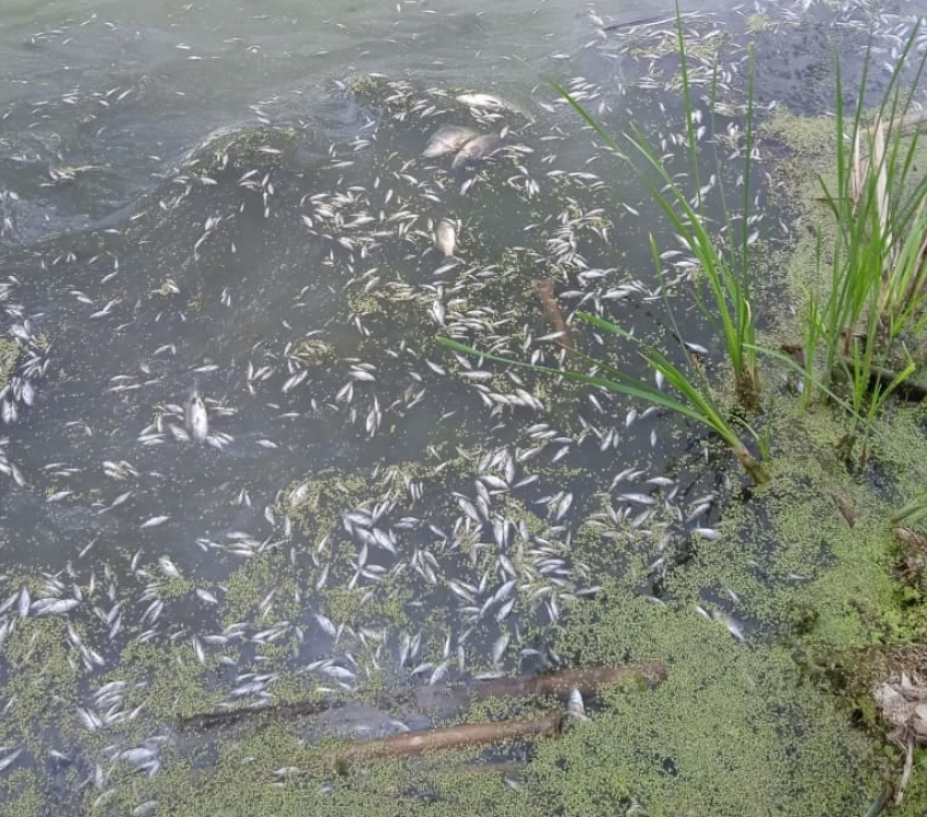 В Волгаре заметили массовую гибель рыбы