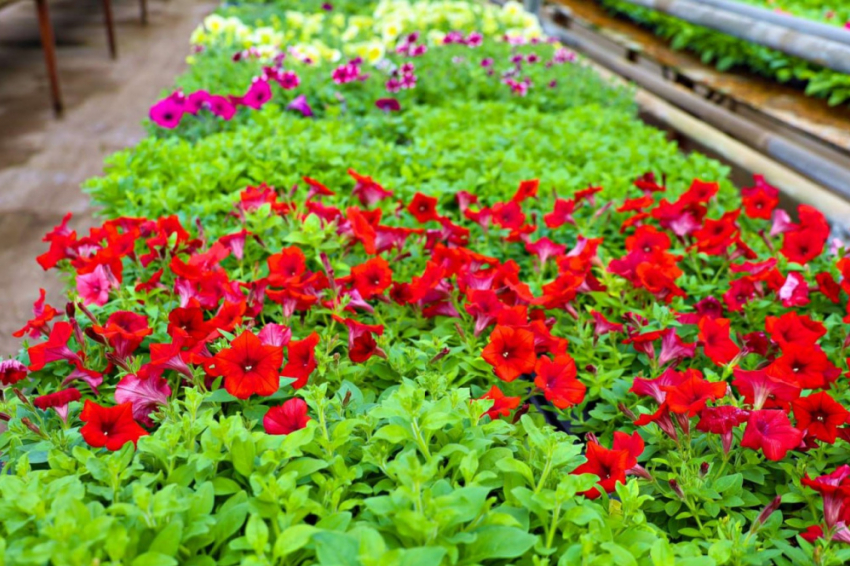 Набираем цвет: в этом сезоне в Самаре высадят 1,3 млн однолетних цветов и 120 тысяч тюльпанов