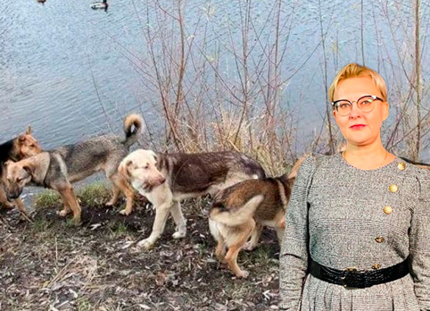 Прокуратура проверила целевое использование 32 млн рублей на отлов бродячих собак в Самаре