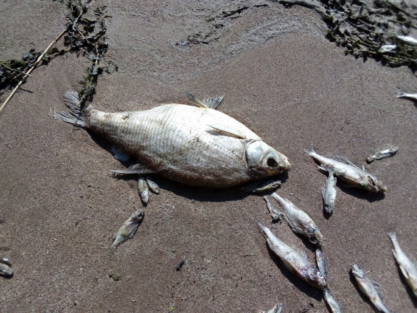 Берег Волги в Тольятти усеян мёртвой рыбой, запах стоит невыносимый