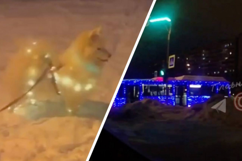 Новогодний пёс и новогодний автобус: тольяттинцы создают праздничное настроение в городе
