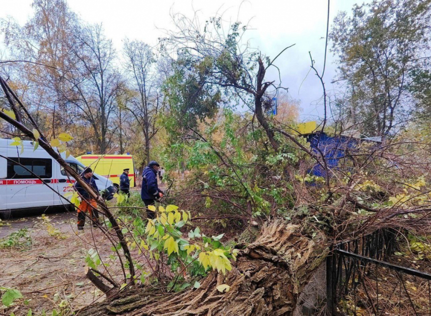Из-за падения дерева на людей в Отрадном организована доследственная проверка