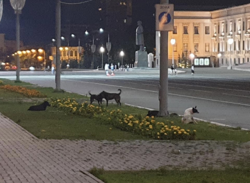 В центре Самары снова заметили стаю бродячих собак