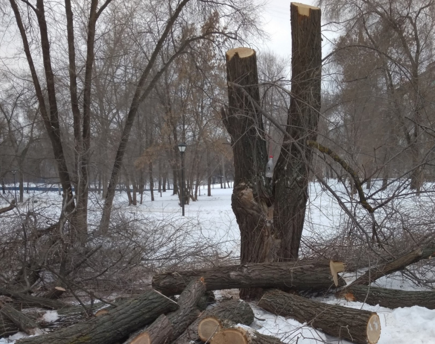 «До каких пор у нас будут уничтожать, а не сохранять?»: самарцы возмущаются вырубкой деревьев в сквере «Дубовый колок»